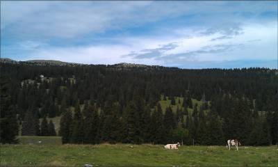 Mont-Tendre depuis le près de Mollens